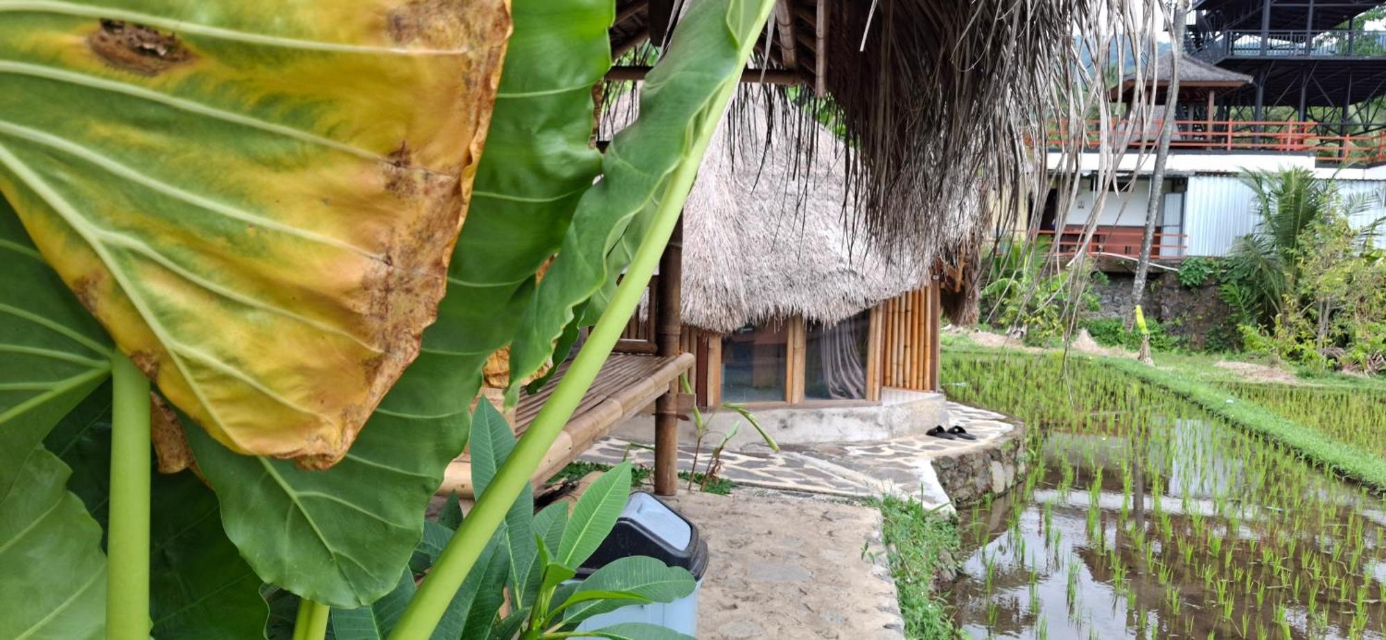 Uma Nirmala Aling-Aling Hotell Singaraja Exteriör bild